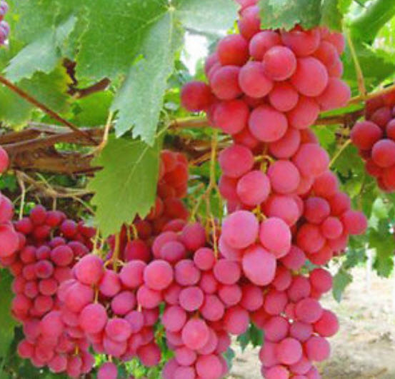 องุ่นลูกกลม สีแดงกุหลาบ (Rose Red Grape) / 50 เม็ด (ขายดี)