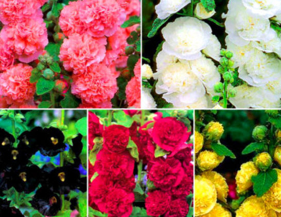 ฮอลลี่ฮ็อค (Hollyhock - Chaters Double Triumph) คละ / 260 เม็ด (UK)*