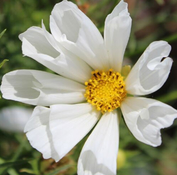 ดาวกระจาย ฮัมมิ่งเบิร์ด ไวท์ (Cosmos - Hummingbird White) / 40 เม็ด (UK)