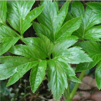 หน่อไม้น้ำ หรือ Ashitaba /20 เม็ด (Korea)