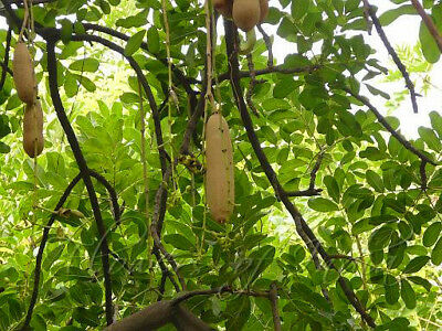 ต้นไส้กรอก (sausage tree) / 10 เม็ด (China)