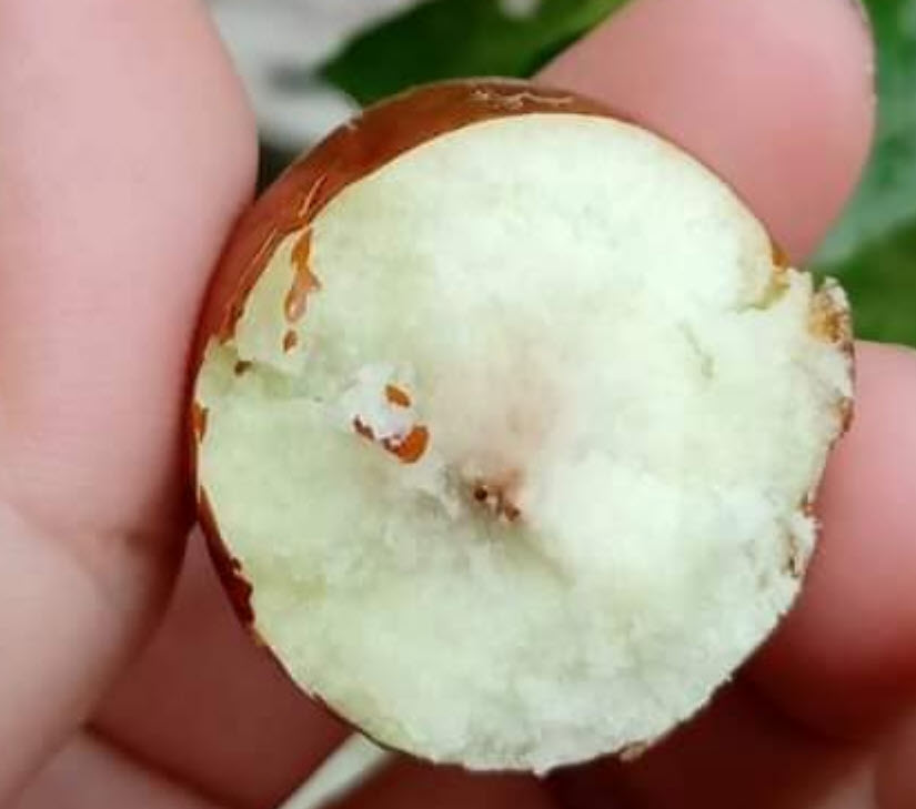 ต้น พุทราจีน สายพันธุ์ลูกรี ต้นเสียบยอด สูง 70-90 ซ.ม. ต้นไม้นำเข้าจากจีน