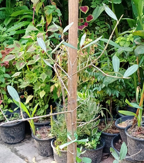 ต้นมะกอก โอลีฟ Olive เล็คซิโน่ Leccino อิตาลี สูง 60-100 ซ.ม. ต้นไม้นำเข้า