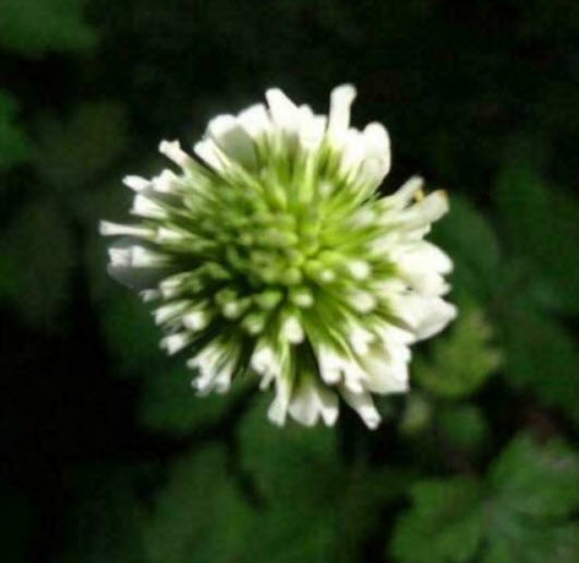 โคลเวอร์ (Clover) สีขาว / 200 เม็ด (China)