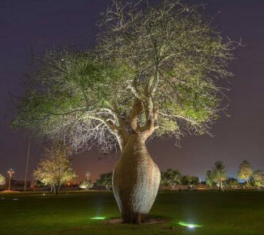 งิ้วชมพู ไหมจุรี Bottle Tree / 5 เม็ด (Portugal)
