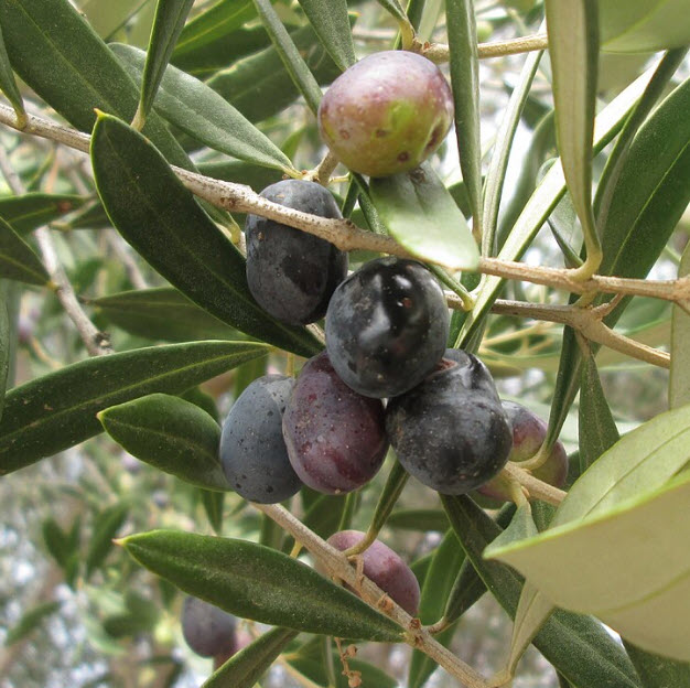 ต้นมะกอกโอลีฟ สายพันธุ์ พิสซิออตตาน่า (Pisciottana olive) อิตาลี สูง 100-120 ซ.ม.