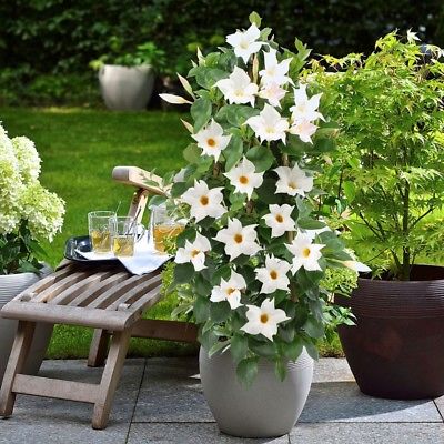 บานบุรีขาว ต้นเตี้ย / 50 เม็ด