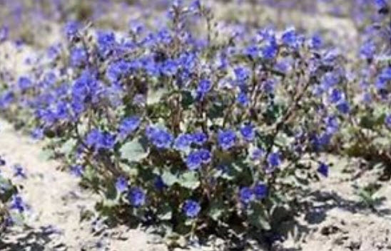 แคลิฟอร์เนีย บลูเบล (California Bluebell) / 500 เม็ด (USA)