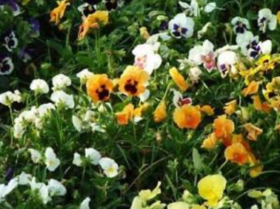 แพนซี (Pansy) คละ / ซอง 50 เม็ด (A070)