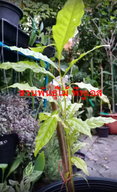 ต้นรุทรักษะ หรือ น้ำตาพระศิวะ กระถาง 8 นิ้ว สูง 20-30 ซ.ม.