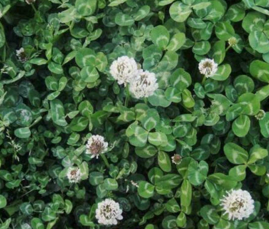 โคลเวอร์ (Clover) สีขาว / 200 เม็ด (China)