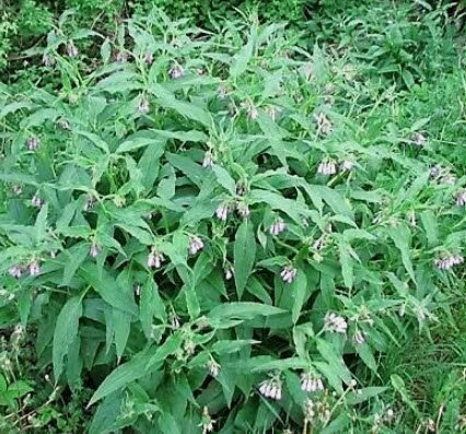 True Comfrey / Common Comfrey พันธุ์ใบเรียวยาว / 20 เม็ด (USA)