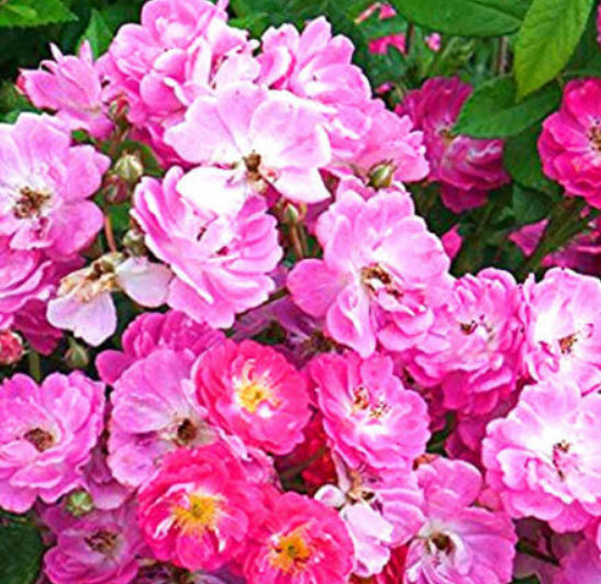 กุหลาบหนู ปีกนางฟ้า (Angel Wings) แคระ / 10 เม็ด (UK)* ขายส่ง