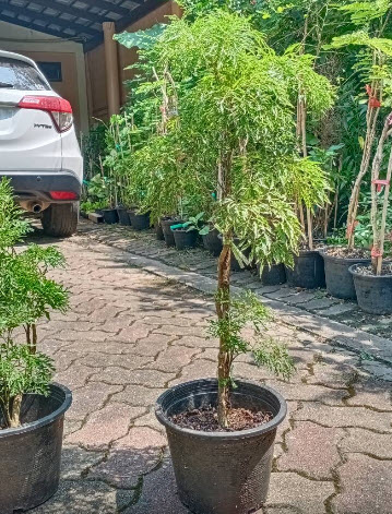 ต้นเล็บครุฑทอดมัน หรือครุฑตรี กระถาง 10 นิ้ว สูง 60-80 ซ.ม.