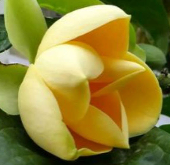 ต้นมณฑาทิพย์ สูง 100-120 ซ.ม. (กระถาง) / ต้น