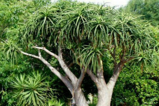 ว่านหางจระเข้ต้น (Aloe Tree) / 5 เม็ด (Portugal)