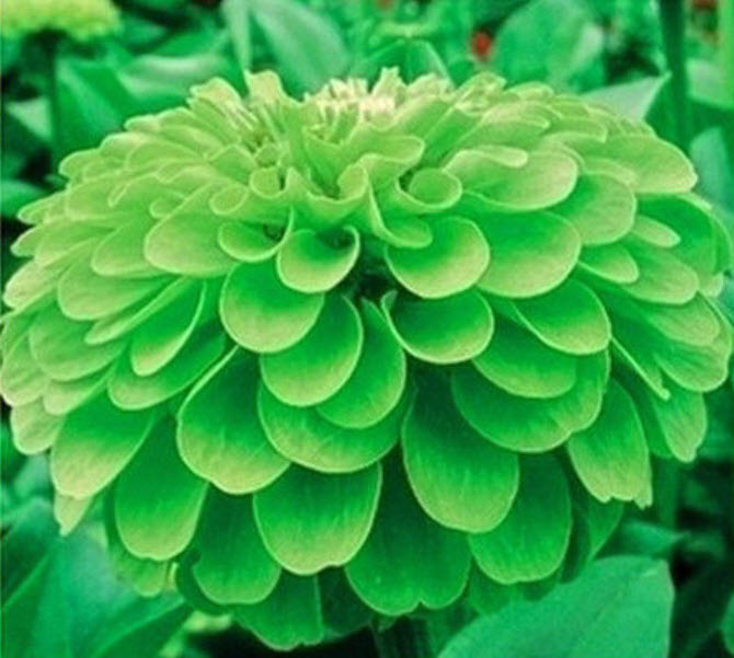 บานชื่น สีเขียว (Green Apple Zinnia) / ซอง 50 เม็ด (A039)