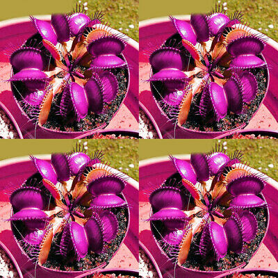 กาบหอยแครงยักษ์สีม่วง (Purple Giant Venus Flytrap) / 50 เม็ด