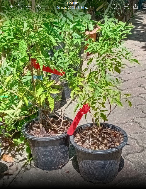 ต้นทองอุไร สีแดง-ส้ม สูง 40-55 ซ.ม. / ต้น