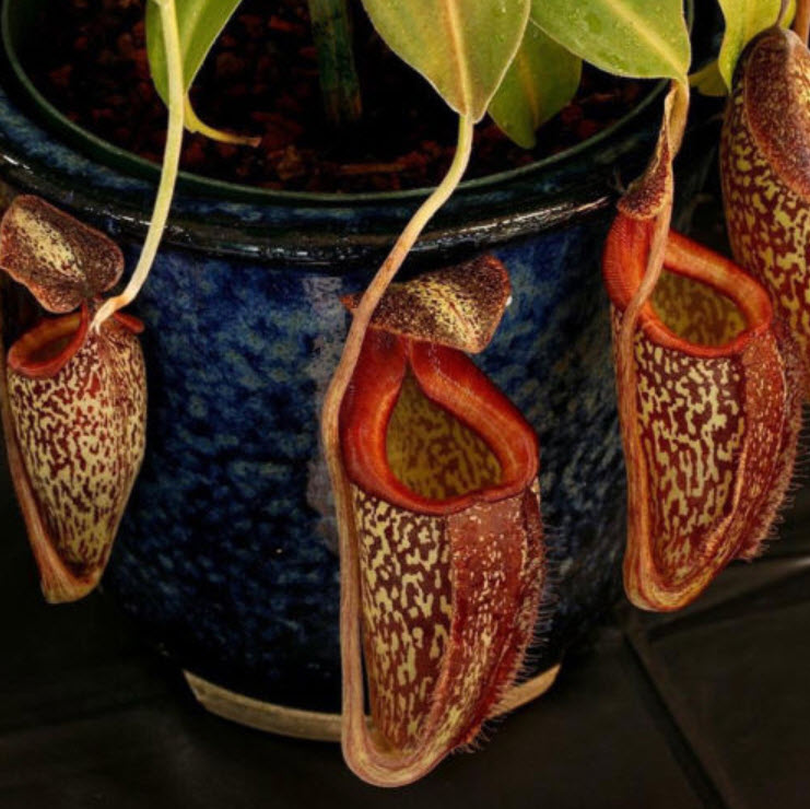 หม้อข้าวหม้อแกงลิง (Nepenthes) หม้อใหญ่ / 50 เม็ด