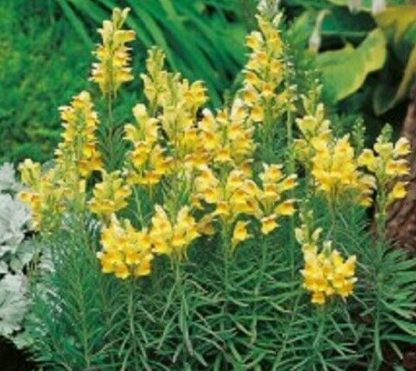 คอมม่อน โทดแฟล็กซ์ (Common Toadflax) / 1,000 เม็ด (UK)