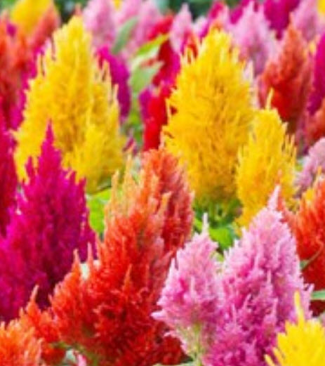 สร้อยไก่ (Celosia / Celosia argentea) คละ / 250 เม็ด (P2S)