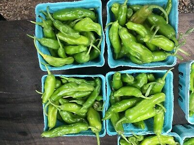 พริกชิชิโตะ (Shishito Chilli) / 10 เม็ด (Australia)*