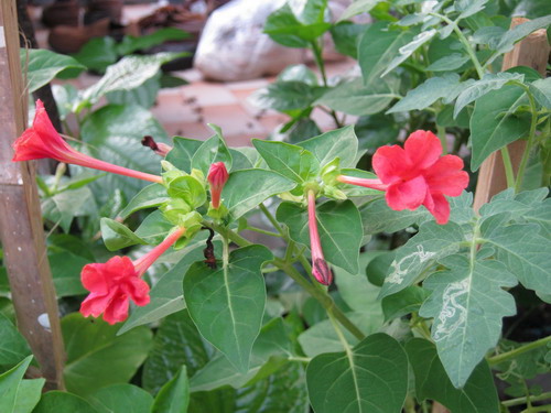 บานเย็น สีโอโรส / 10 เม็ด (หายาก)