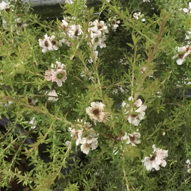 ต้นมานูก้า ดอกสีขาว (White Manuka) กระถาง 4 นิ้ว