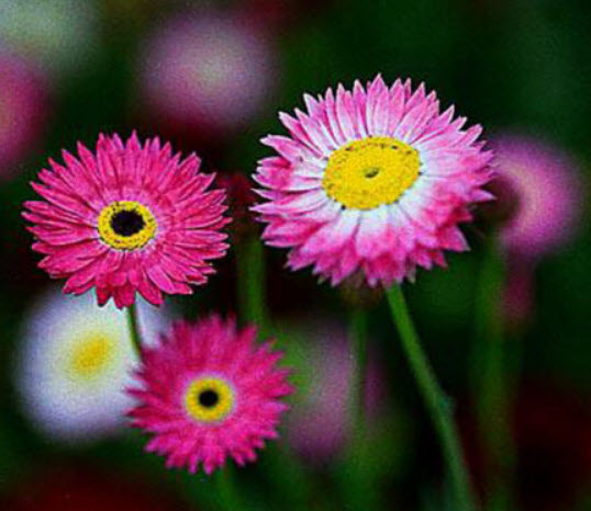 ดอกกระดาษ (Straw flower / Paper Daisy) คละ / 200 เม็ด (UK)
