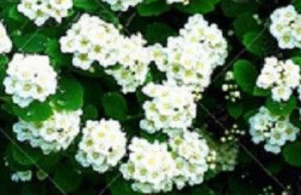 ไฮเดรนเยียเลื้อย (Climbing Hydrangea) สีขาว / 5 เม็ด