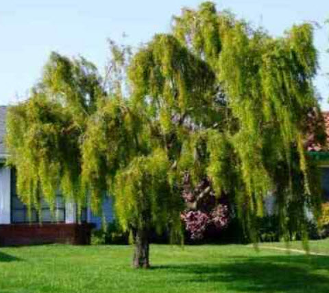 หลิว (Weeping Willow) / 25 เม็ด