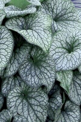 ฮอสต้า (Hosta) ใบเขียวลาย / 200 เม็ด
