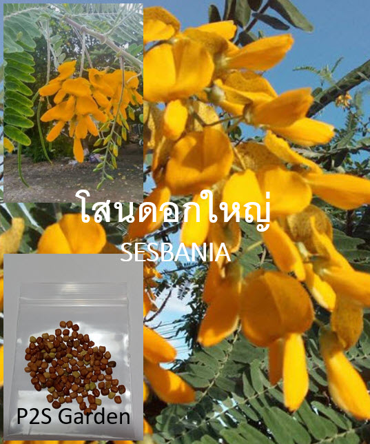 โสนดอกใหญ่ Sesbania กินได้ / 100 เม็ด