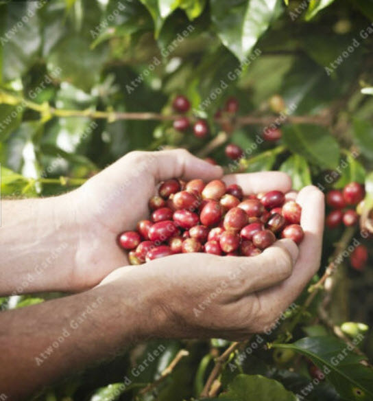 กาแฟ บลู เมาเท่น (Blue Mountain Coffee) / 10 เม็ด