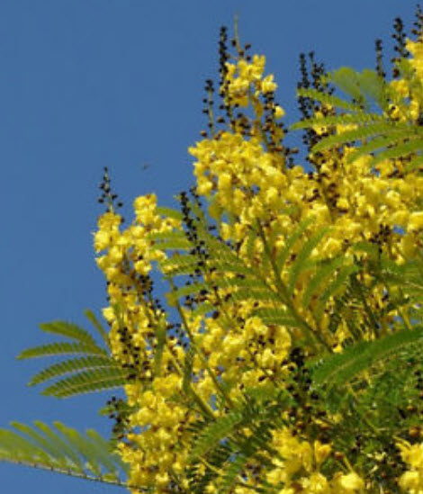 ศรีตรัง สีเหลือง (Jacaranda) / 3 เม็ด (Australia)