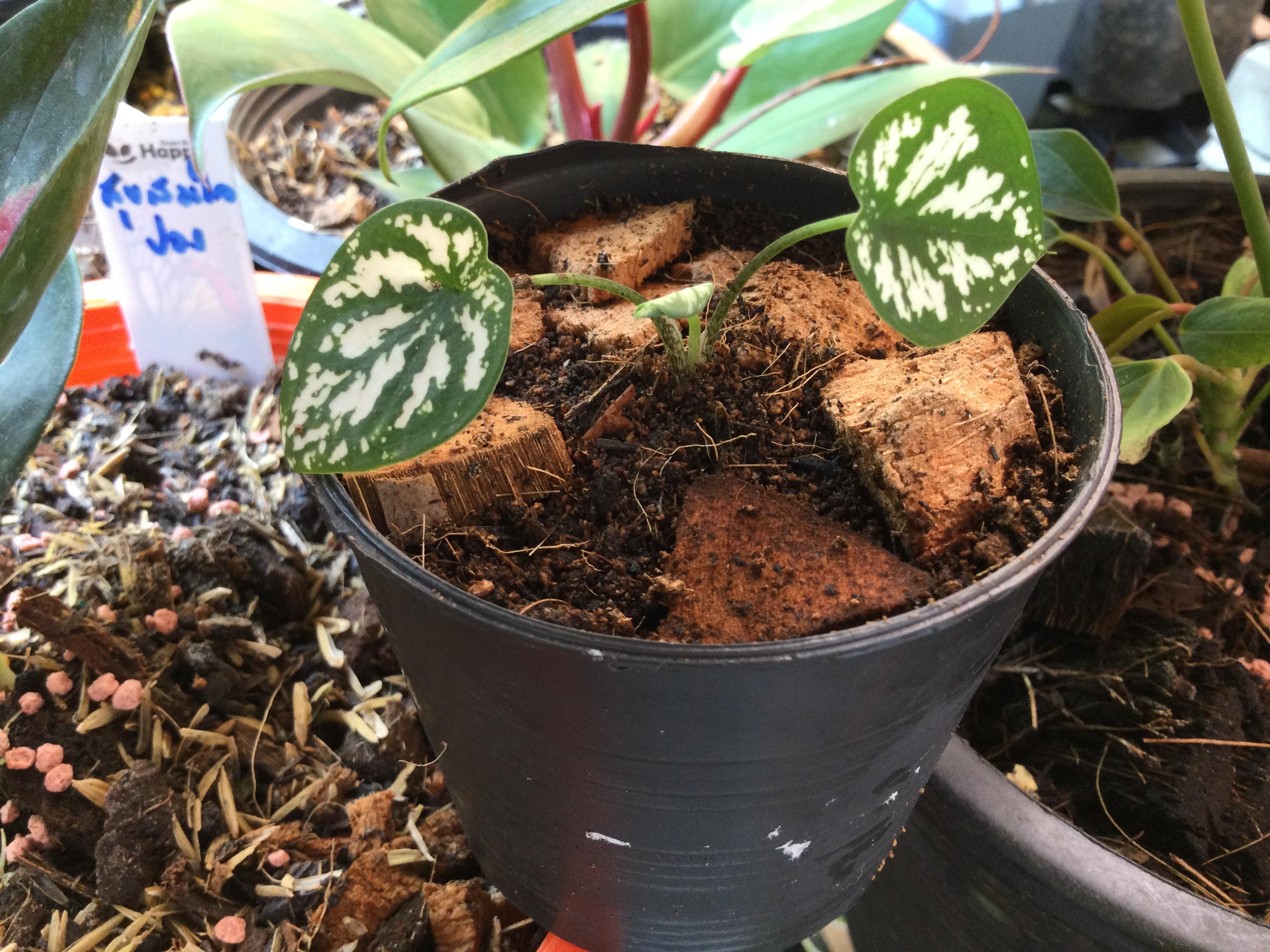 ต้นบอนพระยาเศวต กระถาง 4 นิ้ว