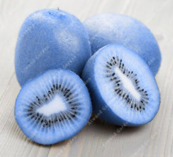 กีวี่ (Kiwi) คละสี / 50 เม็ด (นอก)