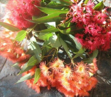 ยูคาลิปตัสแดง / ยูคาลิปตัสออสเตรเลีย (Corymbia ficifolia) / 10 เม็ด (Australia) *