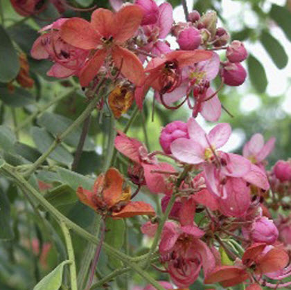 คูนแดง (Cassia Marginata) / 20 เม็ด