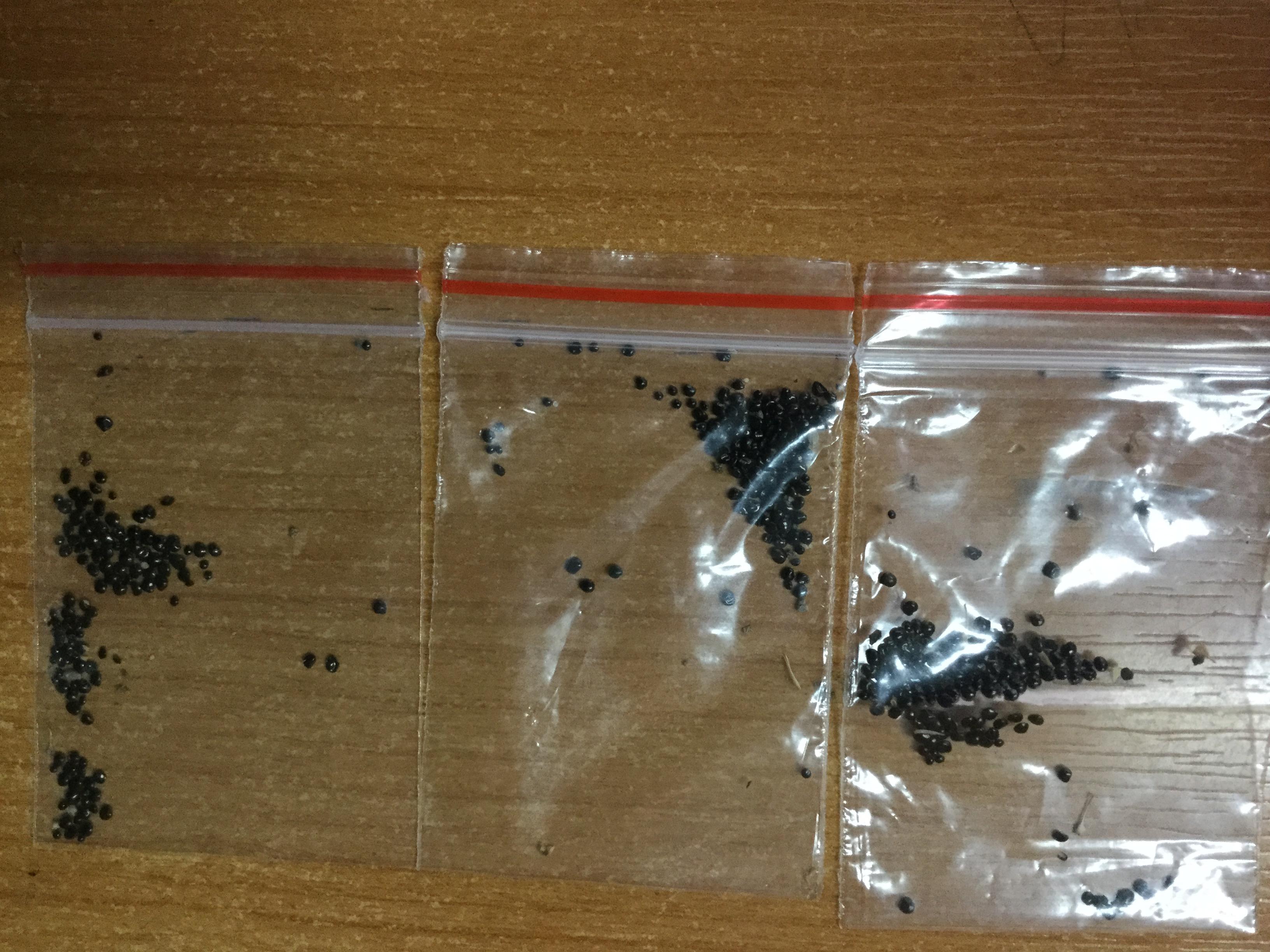 กาบหอยแครง (Venus Flytrap) / 100 เม็ด (Taiwan)