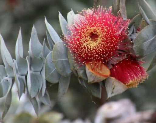 ยูคา โรส มอลลี่ (Rose Mally) / 15 เม็ด (Portugal)