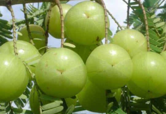 มะขามป้อม (Indian Gooseberry) / 15 เม็ด (India)