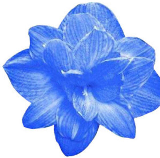 ว่านสี่ทิศ (Amaryllis) สีฟ้า / 100 เม็ด (นอก)