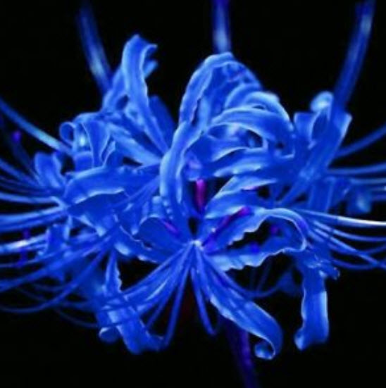 หัวว่านลิลี่แมงมุม (Spider Lily) สีน้ำเงิน / 3 หัว