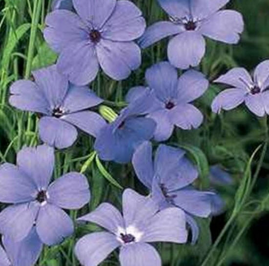 วิสคาเรีย - บลู แองเจิ้ล (Viscaria - Blue Angel) / 100 เม็ด (USA)