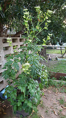 หน่อไม้น้ำ หรืออาชิตาบะ (Ashitaba) / 5 เมล็ด (Australia)