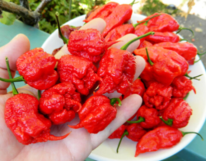 พริกโครตเผ็ด อันดับ 1 Carolina Reaper / 50 เม็ด+ (China)
