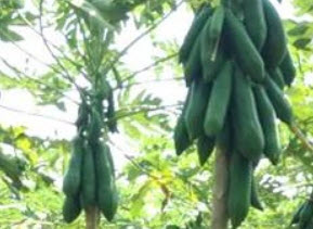 มะละกอส้มตำ หรือมะละกอครั่ง / 10 เม็ด