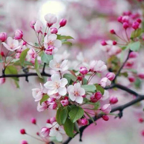 ซากุระ โอชิมะ (Oshima Sakura) / 10 เม็ด (China) *
